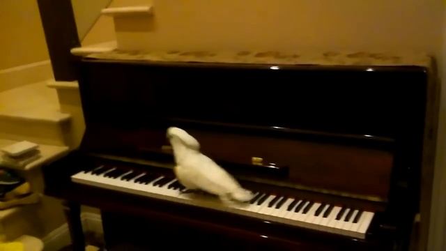 Попугаи! Приколы про попугаев! Смешные попугаи! смотреть онлайн