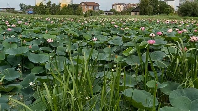 Лотосы в городе. смотреть онлайн