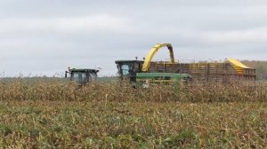 Уборка кукурузы на силос 5 комбайнами.4К.