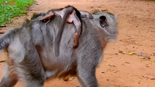 Supper Angry !! One leg of Timo make Tima hurt much cos hungry mother not give milk. смотреть онлайн