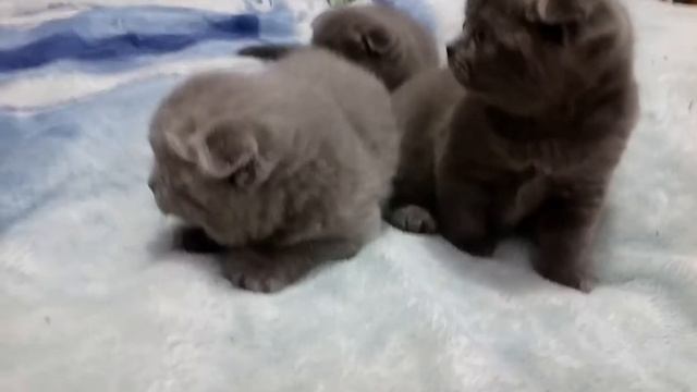 Вислоухий котенок скоттиш-фолд смотреть онлайн