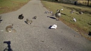 для кошек и собак, Птицы, белки 2 часа видео