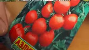 Лучшие сорта томатов для Подмосковья. Приусадебное хозяйство.
