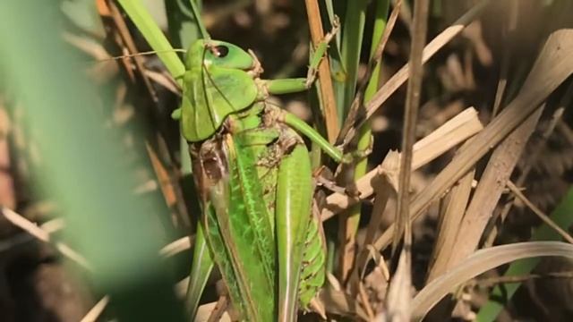 Кузнечик, стрекотание слоумо! смотреть онлайн