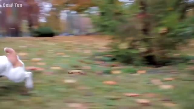 Собаки с низкой посадкой... Коротколапые породы собак! смотреть онлайн