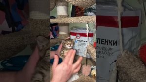 Лайфхак с выделениями из носа у кошек