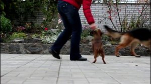 Самый очаровательный Пти брабансон !!!