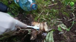 На какую глубину выкапывать борщевик?