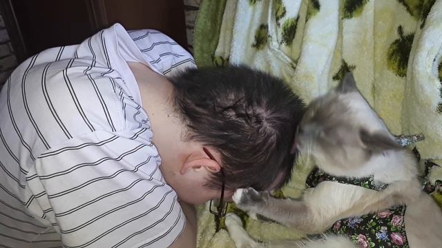 Барсик умывает хозяина смотреть онлайн