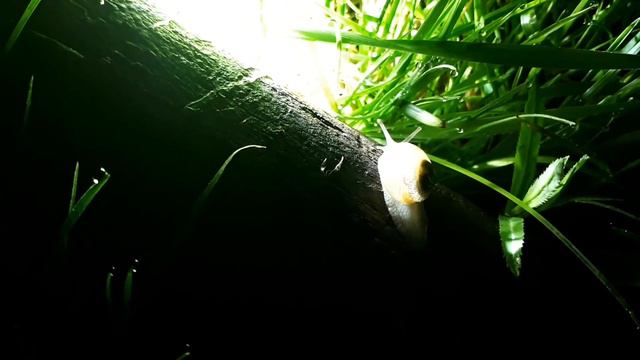 Весна,ночь.птицы. смотреть онлайн