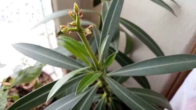 Олеандр.Уход.Засыхают бутоны. смотреть онлайн