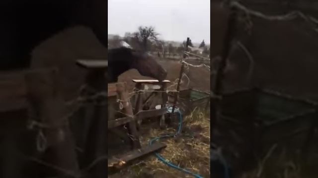 Жеребец Карачаевской породы защищает свой табун. смотреть онлайн