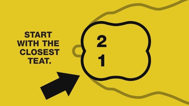 How to Administer PolyMast® (hetacillin potassium) Antibiotic in Lactating Cows смотреть онлайн