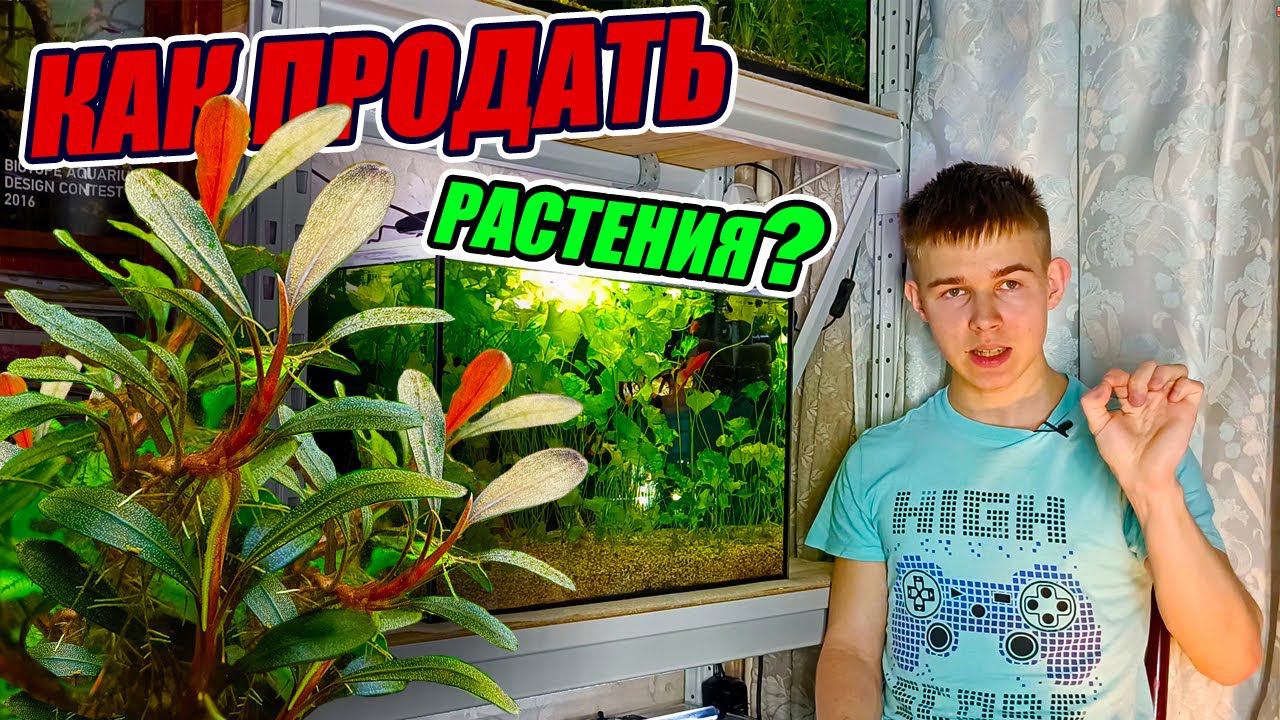 Как продать что-то связанное с аквариумистикой? [Рыборазводня как бизнес] смотреть онлайн