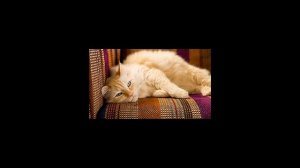 Как вывести запах кошачьей мочи с дивана?