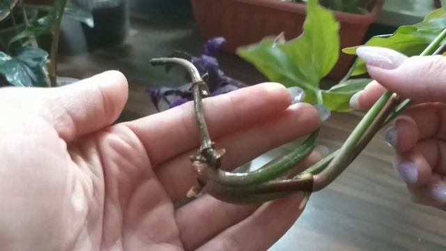 2 часть?Сингониумы в июне?Регина Рэд?Пинк Флескид?Империал Вайт?Пересадка?Размножение?Укоренение? смотреть онлайн