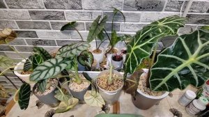 Причины пожелтения листьев алоказии. Способы устранения этих проблем.