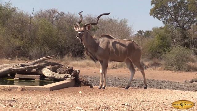 Hunting in Africa at Dries Visser Safaris with Lance Vaughn смотреть онлайн