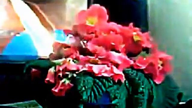 2 години за кілька секунд, Квітка примула 1 смотреть онлайн