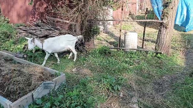 Худшая и Лучшая коза года/Подготовка коз к зиме/Первые покрытия смотреть онлайн