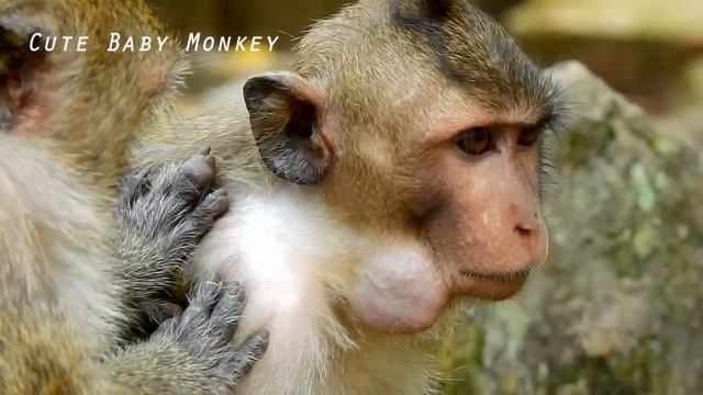 Breaking heart | monkey Spring got foreign body cause neck Abcess with pus collection смотреть онлайн