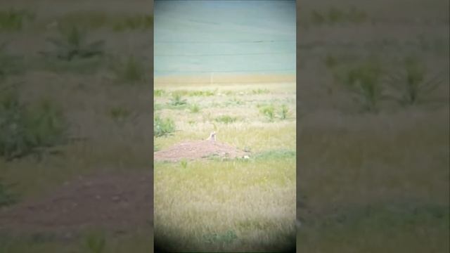 spring 2022 prairie dog hunt смотреть онлайн