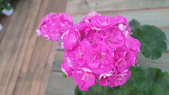 Шёлк Лиловые Сумерки смотреть онлайн