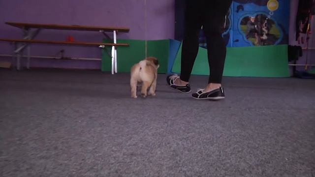 Little pug/ Маленький Мопсик смотреть онлайн