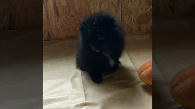 Девочка померанского шпица шокоген Привита к пеленке приучена цена 20000р есть доставка смотреть онлайн