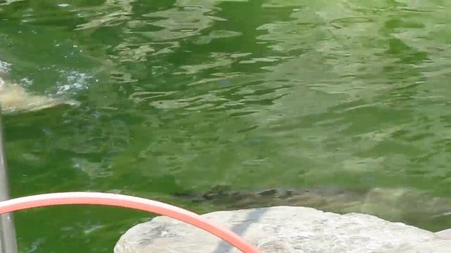 Зоопарк в Кельне смотреть онлайн