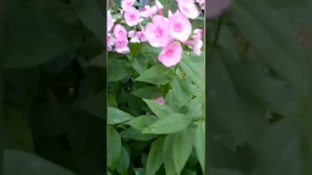 Сибирская Колибри в Касимовском районе Рязанской области смотреть онлайн