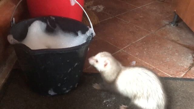 Талисман Фишки отжигает в Липках смотреть онлайн