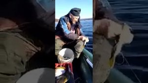 Ловят камбалу на Гертнера#магадан#чщик камбалы за пол часа # рыбалка