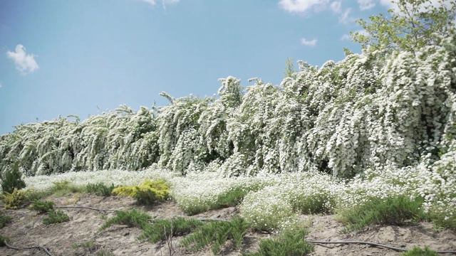 Спірея Наречена смотреть онлайн