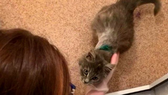 Маленький котёнок бросался в ноги каждому встречному, мяукал и заглядывал в глаза смотреть онлайн