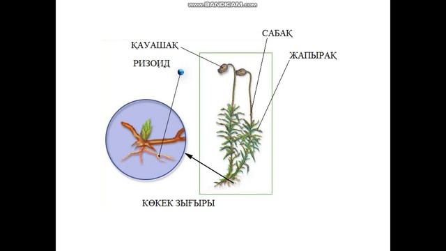 Өсімдіктердің ерекшеліктері смотреть онлайн