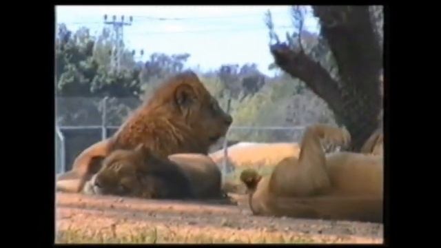 Сафари Рамат Ган Израиль Safari Ramat Gan Israel смотреть онлайн