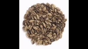 Семена  расторопши очищают больную жирную печень