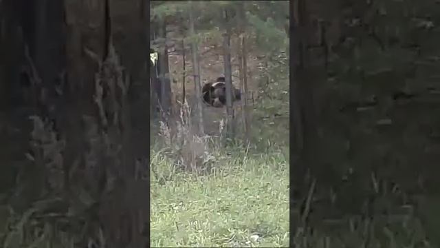 Охрана грибов .