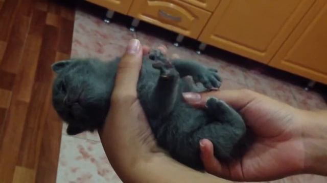 Котенок плавает во сне смотреть онлайн