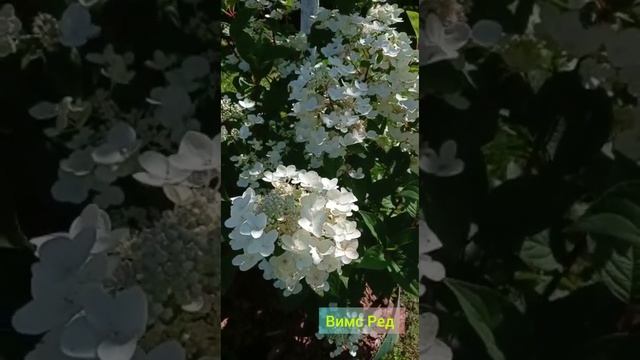 "Вимс Ред" Гортензия Метельчатая #наташинИсерёжинСАД смотреть онлайн