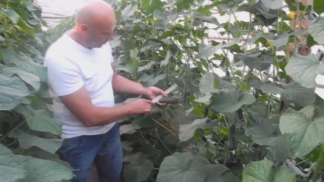 Огурец Афсар Ф1 смотреть онлайн