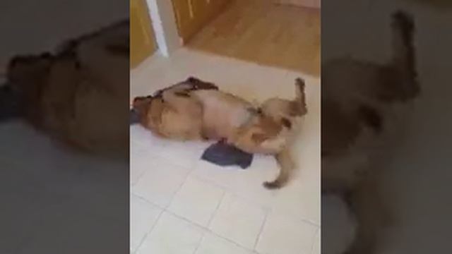 Sharpei likes dirty clothes смотреть онлайн