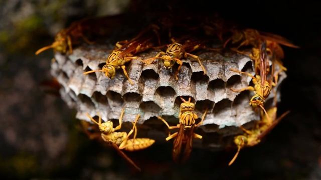 ЖЁЛТАЯ ОСА | YELLOW WASP | Polistes wattii смотреть онлайн