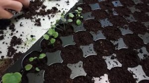 Дельфиниум - пересадка пикировка рассады