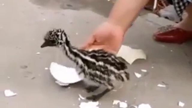 страусенок смотреть онлайн