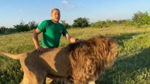 Взрослые львы собрались и СЛУШАЮТ ЧЕЛОВЕКА-ЛЬВА!