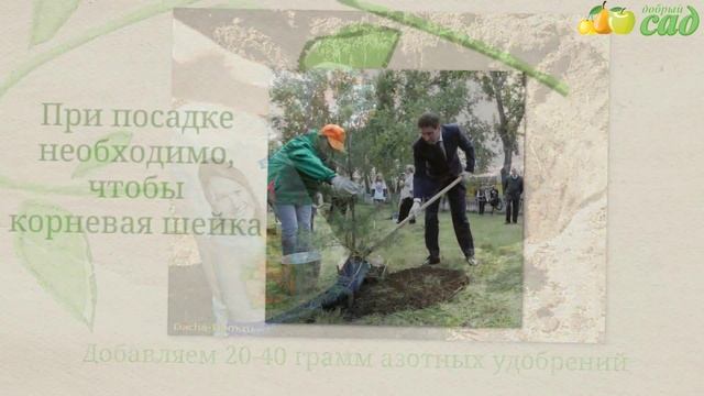 Посадка сосны - как правильно посадить сосну смотреть онлайн