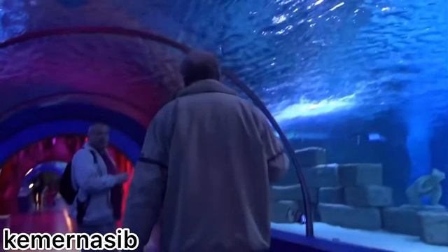 Аквариум в Анталии смотреть онлайн