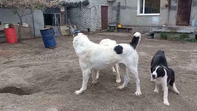 Бугай Алабай Чон Таш 3 месяца 13.03.2022 д.р. смотреть онлайн